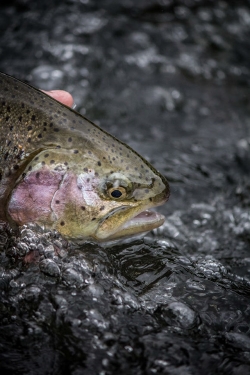 Truite Aréa, Réservoir pêche Leurres, Truite, Guillaume Vernet, Guide