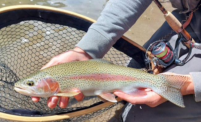 Truite arc en ciel, rio Patagonie