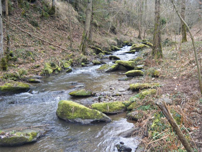 peche truite ruisseau