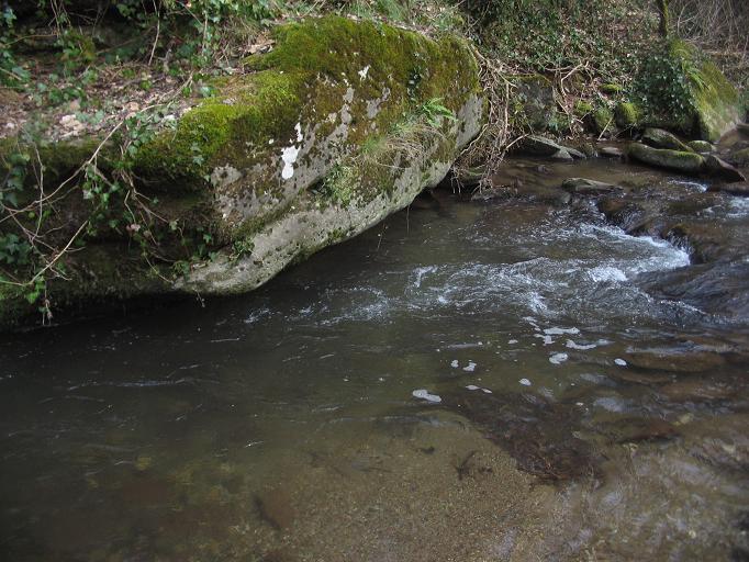 peche truite ruisseau