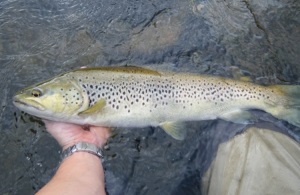 Poisson trophée encore sur D Incite 