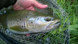 Beau poisson sur D Incite 