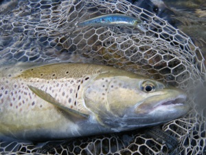 Superbe poisson sur Tricoroll 83 HW 