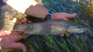 Jolie robe sur D Contact 63