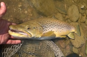 Superbe Bécard sur Duo Ryuki 70