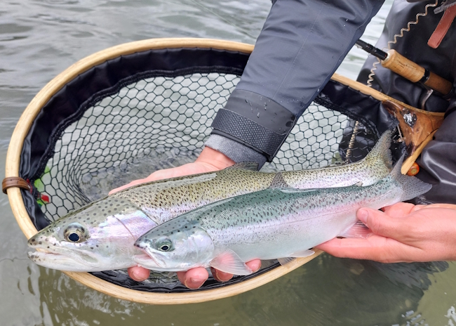 Arc en ciel, pêche en lac Patagonie